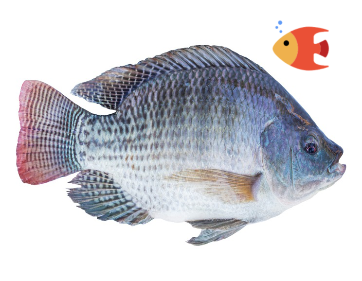 তেলাপিয়া মাছ